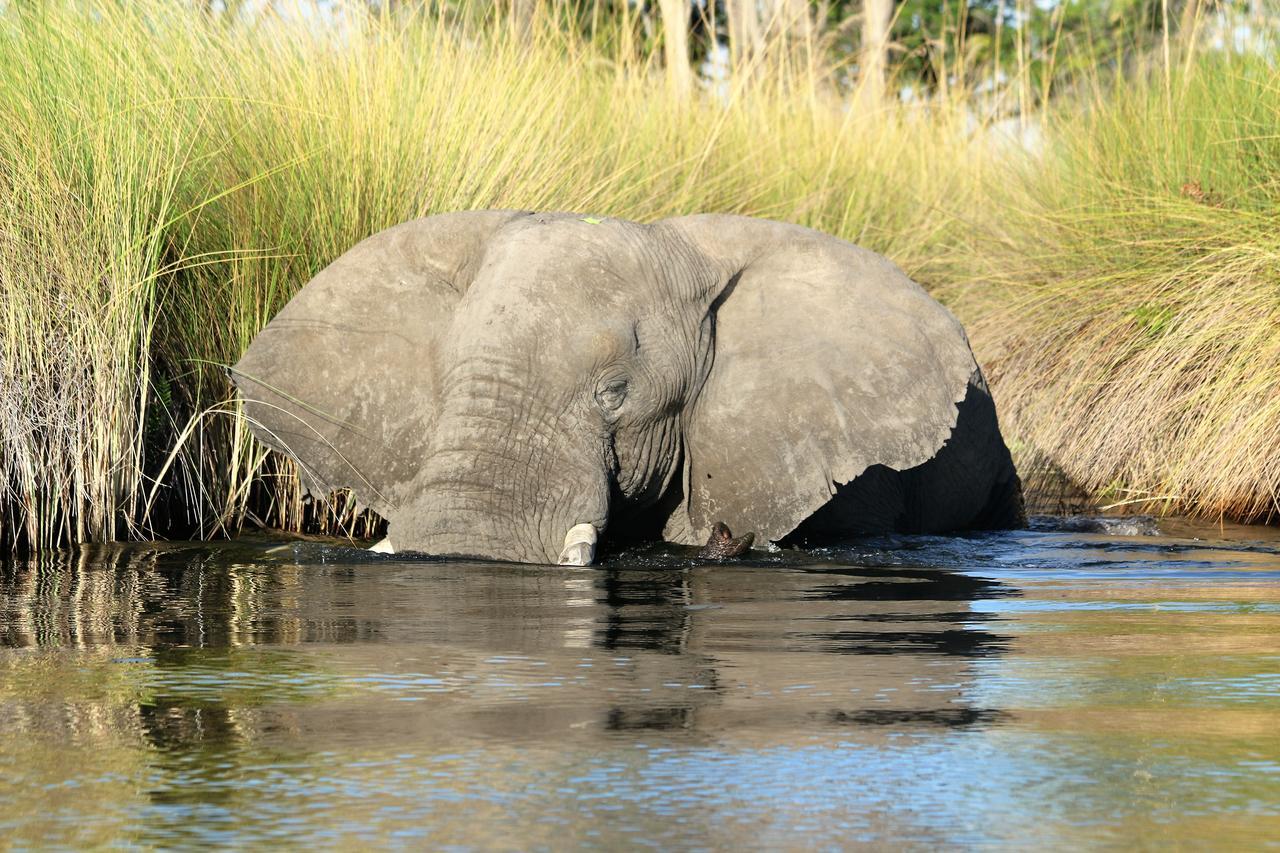 Island Safari Lodge Maun ภายนอก รูปภาพ