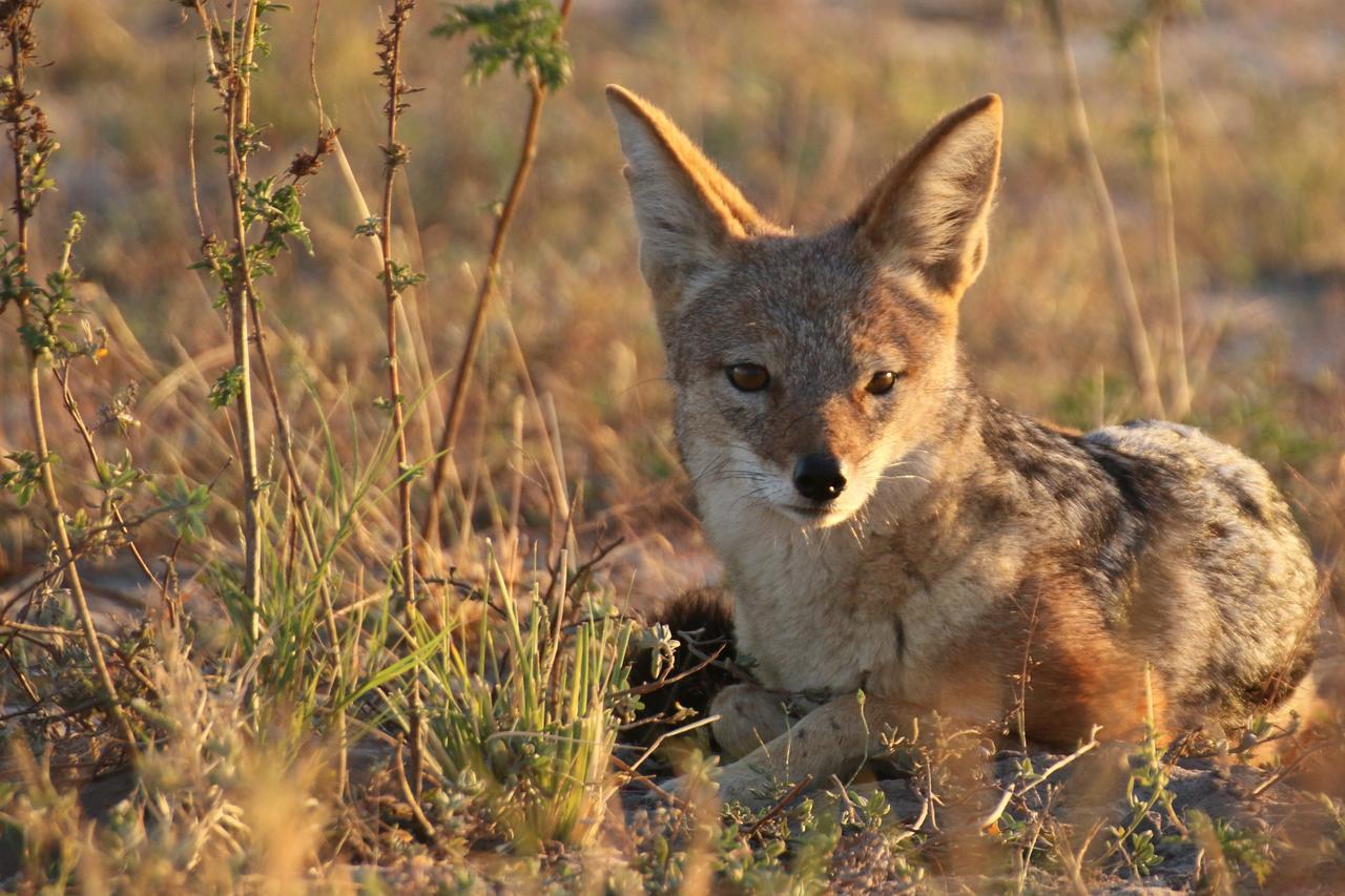 Island Safari Lodge Maun ภายนอก รูปภาพ