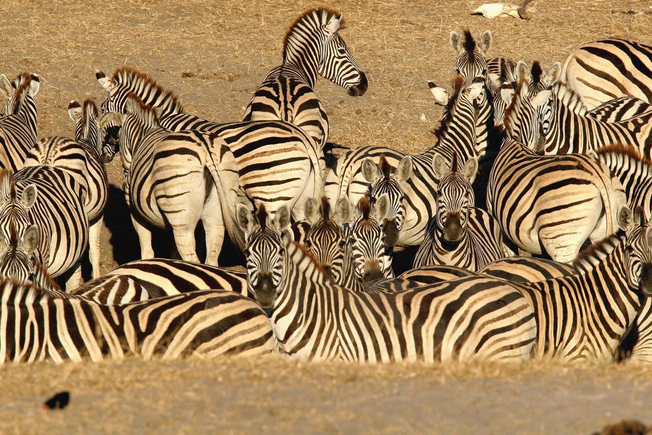 Island Safari Lodge Maun ภายนอก รูปภาพ