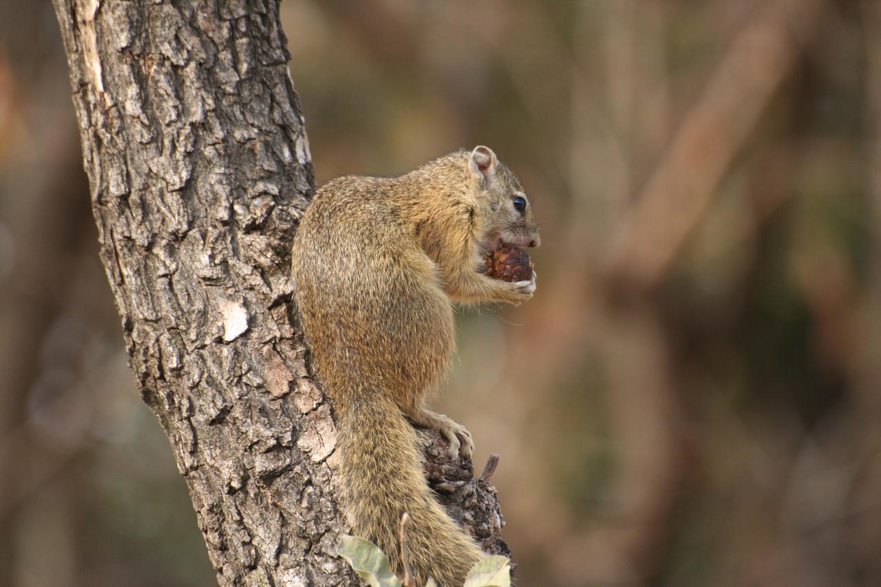 Island Safari Lodge Maun ภายนอก รูปภาพ